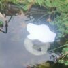 Photo Maison Flottante pour Poisson en extérieur